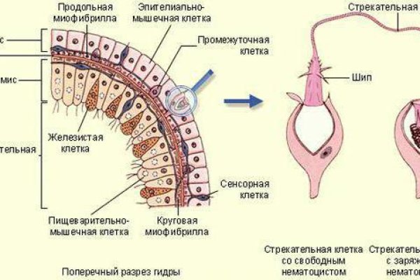 Блэкспрут после