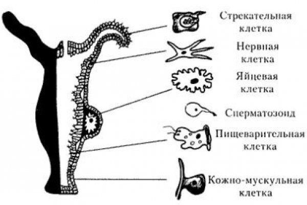 Kraken маркетплейс